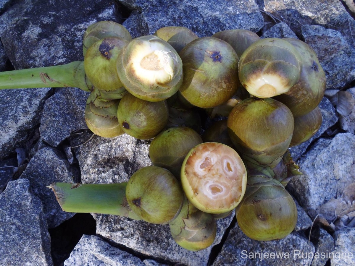 Borassus flabellifer L.